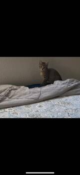 Rescue Tabby Cats for Adoption in Hayward, California - Daisy | PetCurious