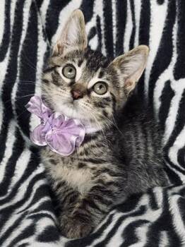 Oliver -  Tabby Cat for Adoption in Island Park, New York - Oliver | PetCurious
