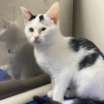 Cruella -  American Shorthair Cat for Adoption in Blue Ridge, Georgia - Cruella | PetCurious