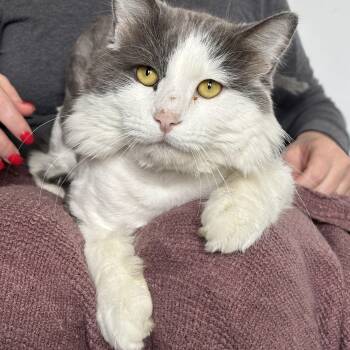 Romeo -  Domestic Long Hair Cat for Adoption in Pittsburgh, Pennsylvania - Romeo | PetCurious
