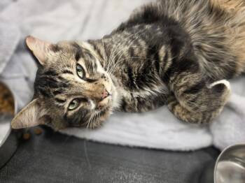 Oliver         GFRCC -  Domestic Long Hair Cat for Adoption in Metamora, Illinois - Oliver         GFRCC | PetCurious