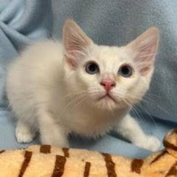 Yoplait -  Siamese Cat for Adoption in Green Valley, Arizona - Yoplait | PetCurious