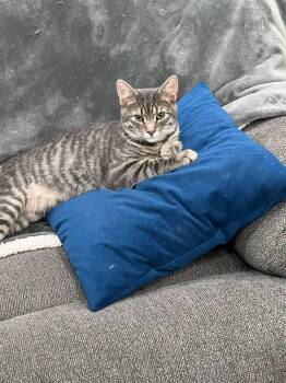 Rescue Domestic Short Hair Cats for Adoption in East Orange, New Jersey - Levi | PetCurious