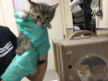 TOT -  Domestic Short Hair Cat for Adoption in Riverside, California - TOT | PetCurious