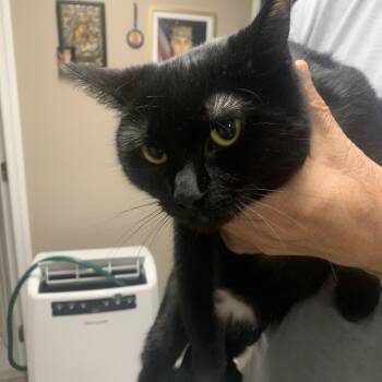 Rescue Domestic Short Hair Cats for Adoption - Cece | PetCurious