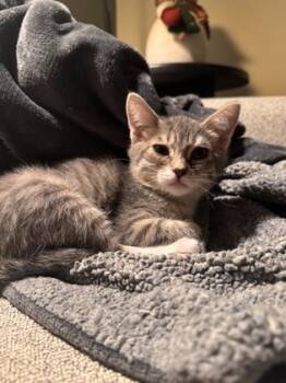 Rescue Domestic Medium Hair and Domestic Short Hair Cats for Adoption in San Diego, California - Macaroon | PetCurious