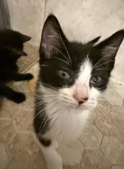 Domestic Short Hair Cats Available for Adoption - Brew | PetCurious