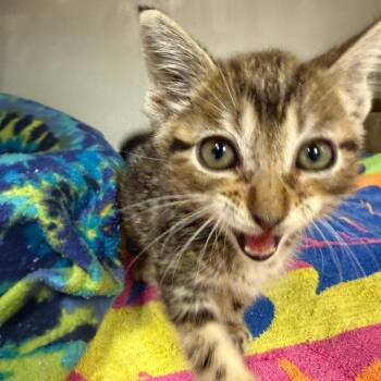 Fuzz Lightyear -  Domestic Short Hair Cat for Adoption in Redwood City, California - Fuzz Lightyear | PetCurious