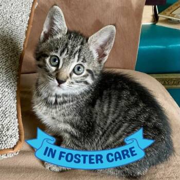 SISSY -  Domestic Short Hair Cat for Adoption in Tallahassee, Florida - SISSY | PetCurious