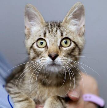 Theo (AO37622) -  Domestic Short Hair Cat for Adoption in Kansas City, Kansas - Theo (AO37622) | PetCurious