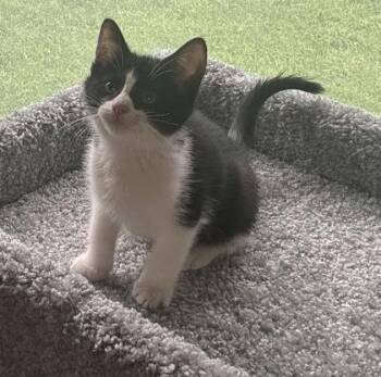 Po -  Domestic Short Hair Cat for Adoption in Port Republic, Maryland - Po | PetCurious