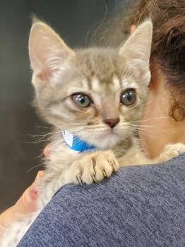 Domestic Medium Hair Cats Available for Adoption in Denham Springs, Louisiana - Miles (PA) | PetCurious