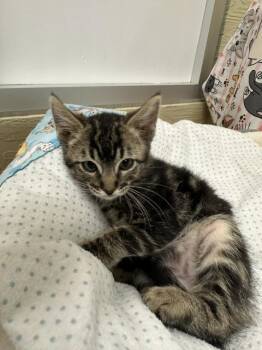 Cosmo -  Tabby Cat for Adoption in Parlier, California - Cosmo | PetCurious