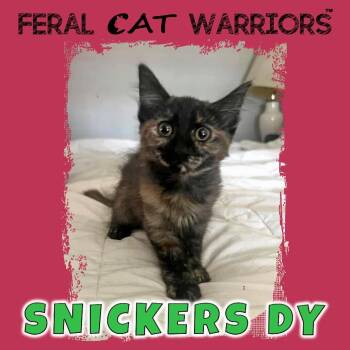 Snickers DY -  Domestic Medium Hair Cat for Adoption in Kingman, Arizona - Snickers DY | PetCurious