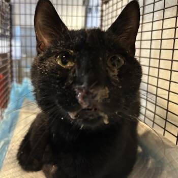 IVHS-Stray-140116 -  Domestic Short Hair Cat for Adoption in San Gabriel, California - IVHS-Stray-140116 | PetCurious