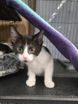 Tweed -  Domestic Short Hair Cat for Adoption in Hamilton, Ontario - Tweed | PetCurious