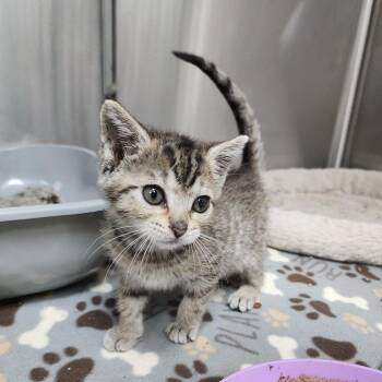 Ray -  Domestic Short Hair Cat for Adoption in Dixon, Illinois - Ray | PetCurious