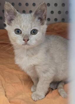 Rescue Domestic Short Hair Cats for Adoption in Orange, Virginia - Yoda | PetCurious