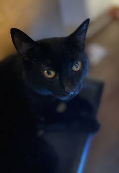 Rescue Domestic Short Hair Cats for Adoption in Nazareth, Pennsylvania - Freya | PetCurious