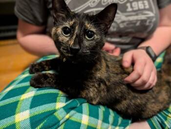 Claire -  Domestic Short Hair Cat for Adoption in Kettering, Ohio - Claire | PetCurious