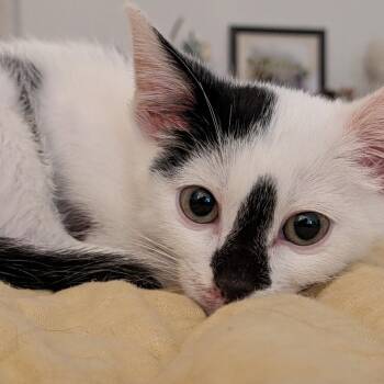 World at Arms -  Domestic Short Hair Cat for Adoption in Fredericksburg, Virginia - World At Arms | PetCurious