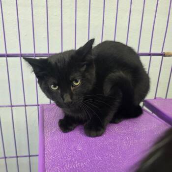 Midnite -  Domestic Short Hair Cat for Adoption in Duncan, Oklahoma - Midnite | PetCurious