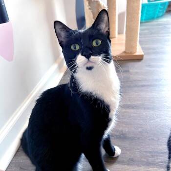 Tuxedo Cats Available for Adoption in Charlotte, North Carolina - Lara | PetCurious