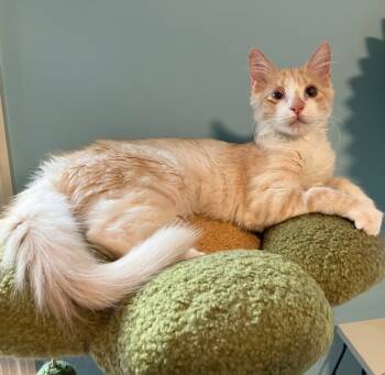 Rescue Domestic Long Hair Cats for Adoption in Evans, Georgia - Ollivander | PetCurious