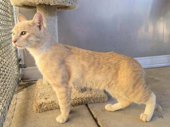 Domestic Short Hair Cats Available for Adoption in Auburn, California - YODEL | PetCurious