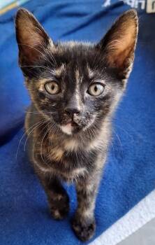 Domestic Short Hair Cats Available for Adoption in Boca Raton, Florida - An AMAZING Trio 3 VERY BONDED KITTIES | PetCurious