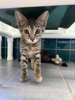 Star -  Domestic Short Hair Cat for Adoption in Honolulu, Hawaii - Star | PetCurious