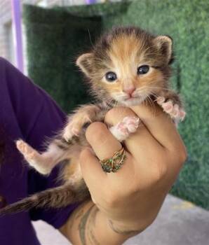 61748915 -  Domestic Long Hair Cat for Adoption in El Paso, Texas - 61748915 | PetCurious