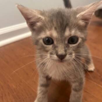 Toulouse -  Domestic Short Hair Cat for Adoption in Bordentown, New Jersey - Toulouse | PetCurious