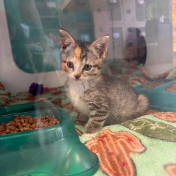 Sophie -  Domestic Short Hair Cat for Adoption in Lake Jackson, Texas - Sophie | PetCurious