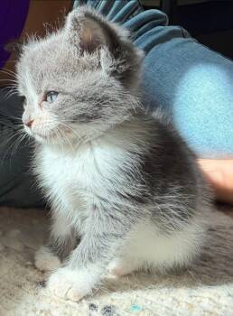 Domestic Short Hair and Tuxedo Cats Available for Adoption in Campbell, California - Pebbles | PetCurious