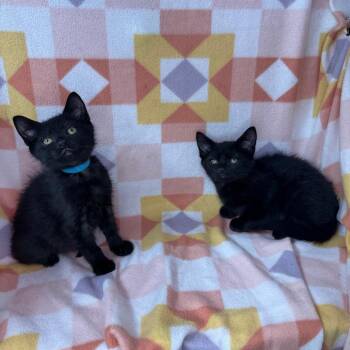 Stitch and Bluey -  Norwegian Forest Cat and Maine Coon Cat for Adoption in Mount Vernon, Illinois - Stitch And Bluey | PetCurious