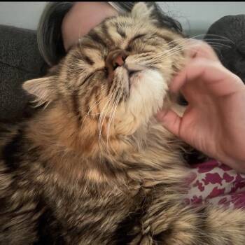 Lucifer -  Domestic Long Hair Cat for Adoption in Calgary, Alberta - Lucifer | PetCurious