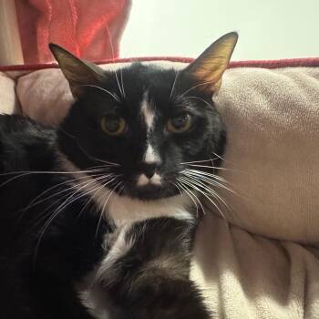 Domestic Long Hair Cats Available for Adoption in York, Pennsylvania - Ness | PetCurious