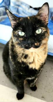 Rescue Domestic Short Hair Cats for Adoption in Calgary, Alberta - Lotus | PetCurious