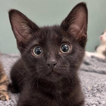 Marceline -  Domestic Short Hair Cat for Adoption in Pontiac, Michigan - Marceline | PetCurious