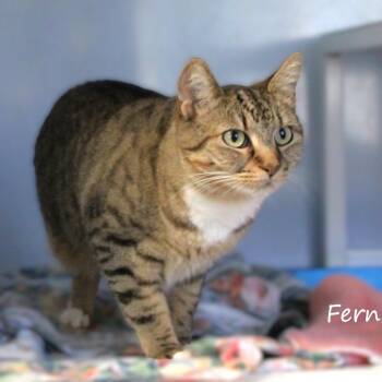 Fern -  Domestic Short Hair Cat for Adoption in Yucaipa, California - Fern | PetCurious