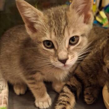 Domestic Short Hair Cats Available for Adoption in Webster, Texas - Leo (Formerly Lila/Monaco) | PetCurious