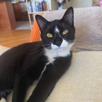 Rescue Domestic Short Hair Cats for Adoption in Evanston, Illinois - Snow White | PetCurious