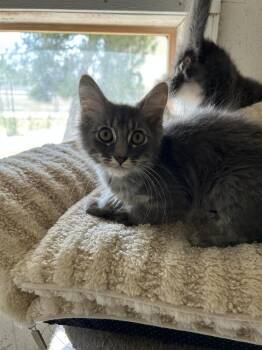 Domestic Medium Hair Cats Available for Adoption in Ontario, California - Gloria | PetCurious