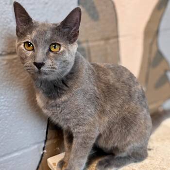 Opal -  Domestic Short Hair Cat for Adoption in Gainesville, Texas - Opal | PetCurious