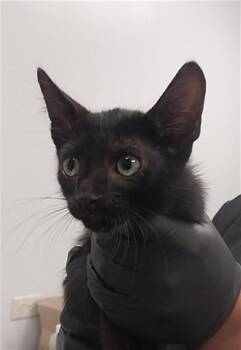 Domestic Medium Hair Cats Available for Adoption in Corpus Christi, Texas - CHAOS | PetCurious