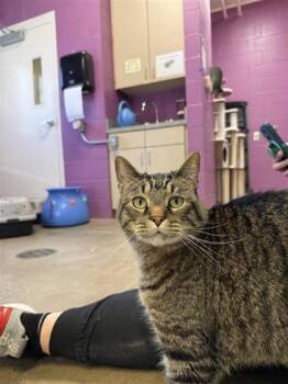 Rescue Domestic Short Hair Cats for Adoption in Hutchinson, Kansas - Kingsley | PetCurious