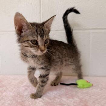 Domestic Short Hair Cats Available for Adoption in Evensville, Tennessee - Tabitha | PetCurious