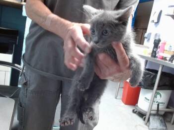 LEMON -  Domestic Short Hair Cat for Adoption in Albuquerque, New Mexico - LEMON | PetCurious