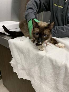 Siamese and Domestic Short Hair Cats Available for Adoption in Fairbanks, Alaska - SHADOW | PetCurious